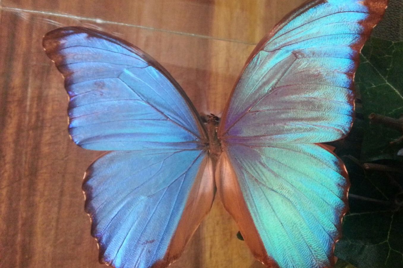 Blue butterfly