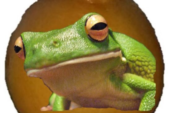 GMO_Orange_Frog